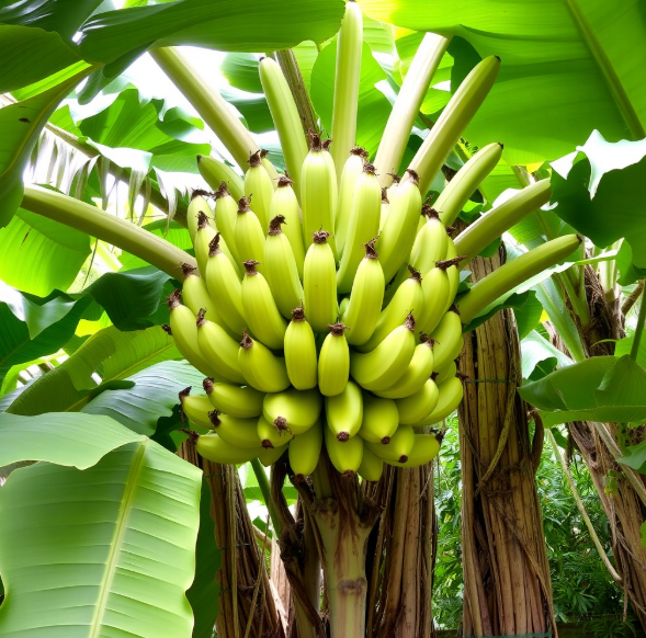 Banana Tree (Kola Gach)