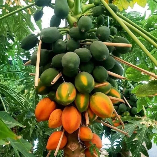Papaya Tree (Papaya Gach)